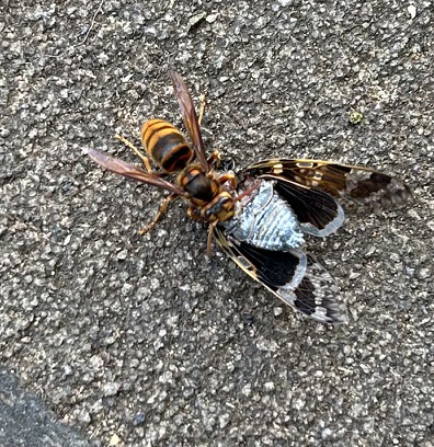 �I����̎��[��