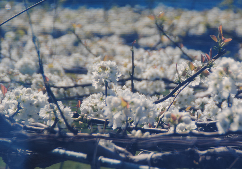 �n�}�i�V�̉�