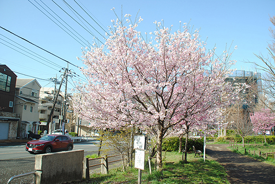 ��������̍�