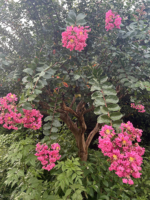 �S���g�@���邷�ׂ�
